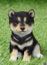 thumb_img1